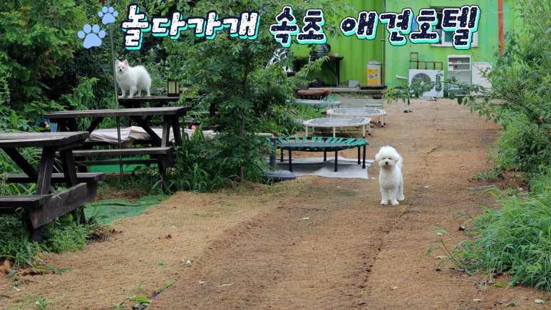 놀다가개 이미지