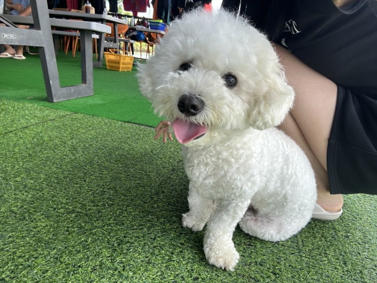 오동나무수상레저 이미지