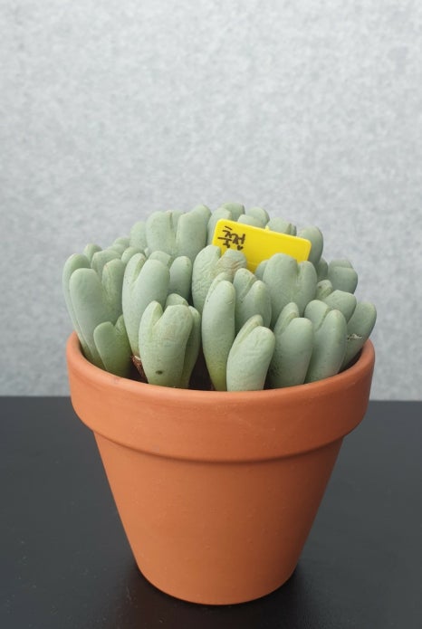 호산나꽃다육 이미지