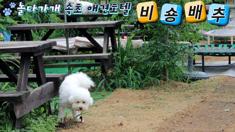 놀다가개 이미지