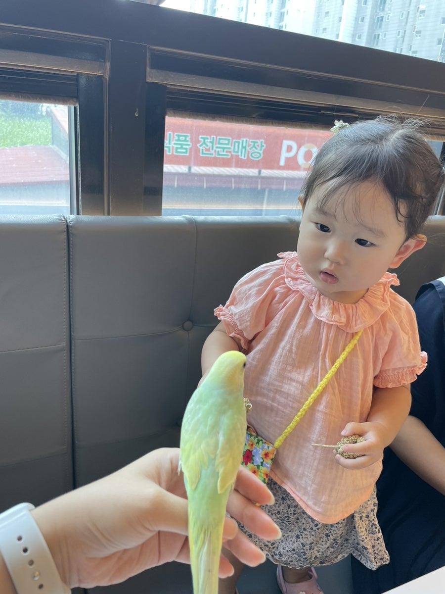 버드리전주 이미지