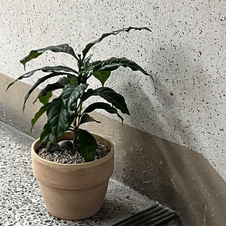 마이커피 이미지