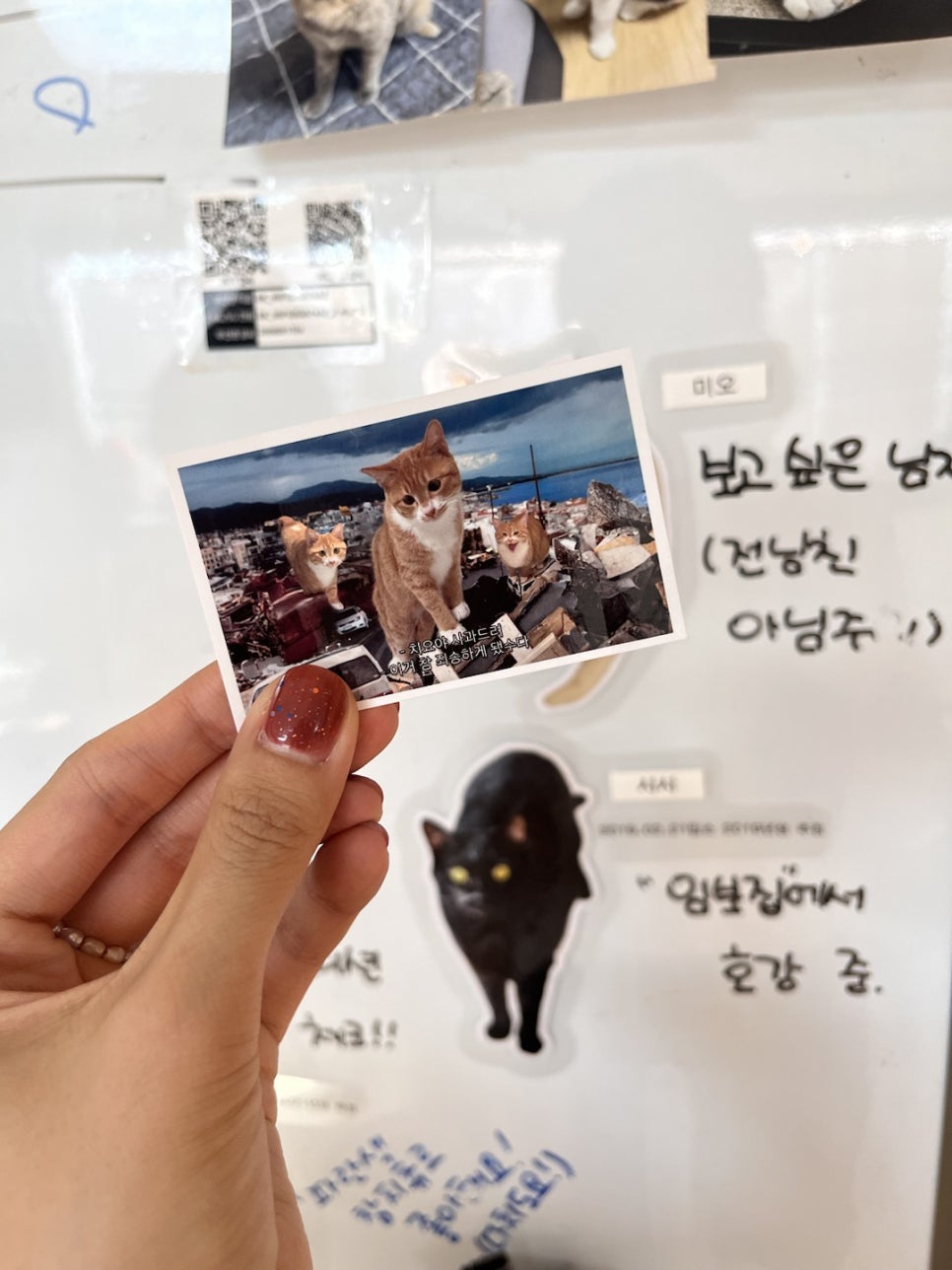 로켓참치 이미지