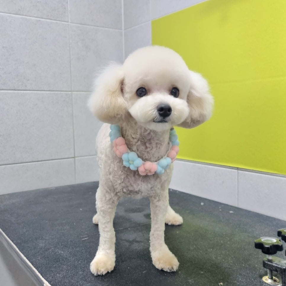 온양세탁소 이미지