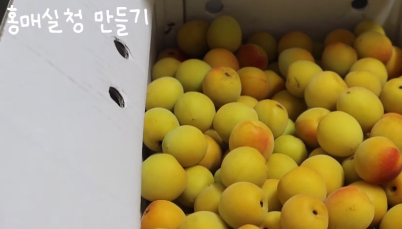 유델라 이미지