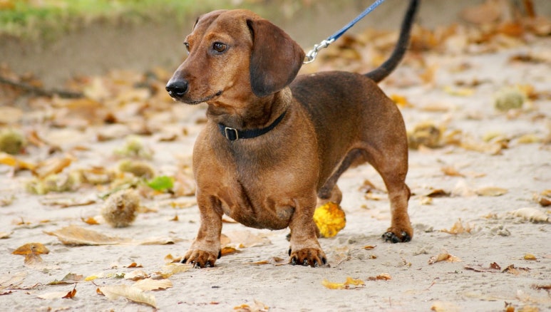 닥스훈트(DACHS HUND) 이미지