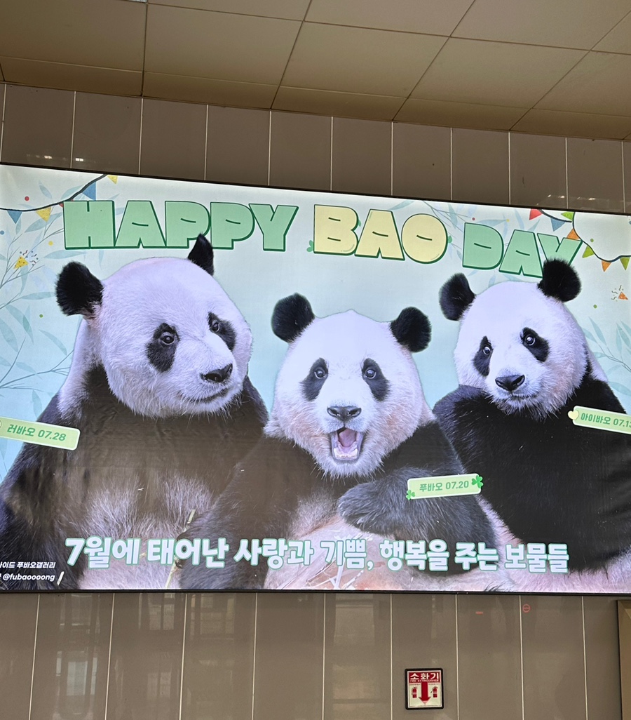해피바오 이미지