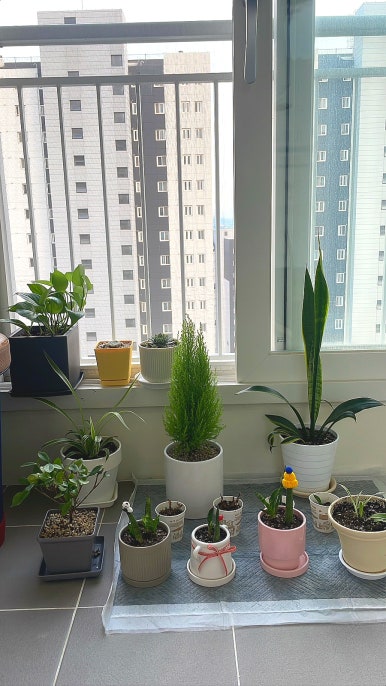다육이숲숨 이미지