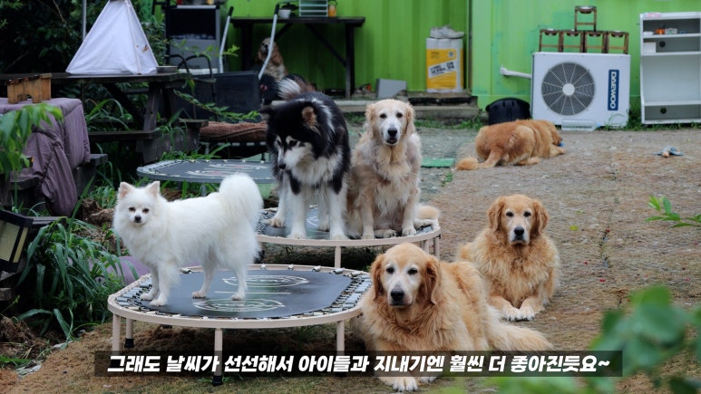 놀다가개 이미지