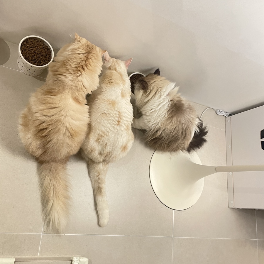 놀던스파이 이미지