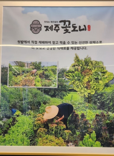 제주꽃도니 이미지