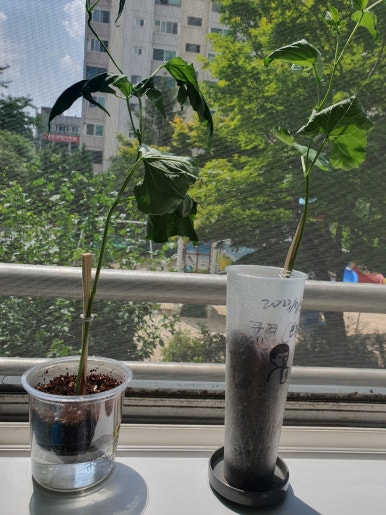 디저트39 신구대점 이미지