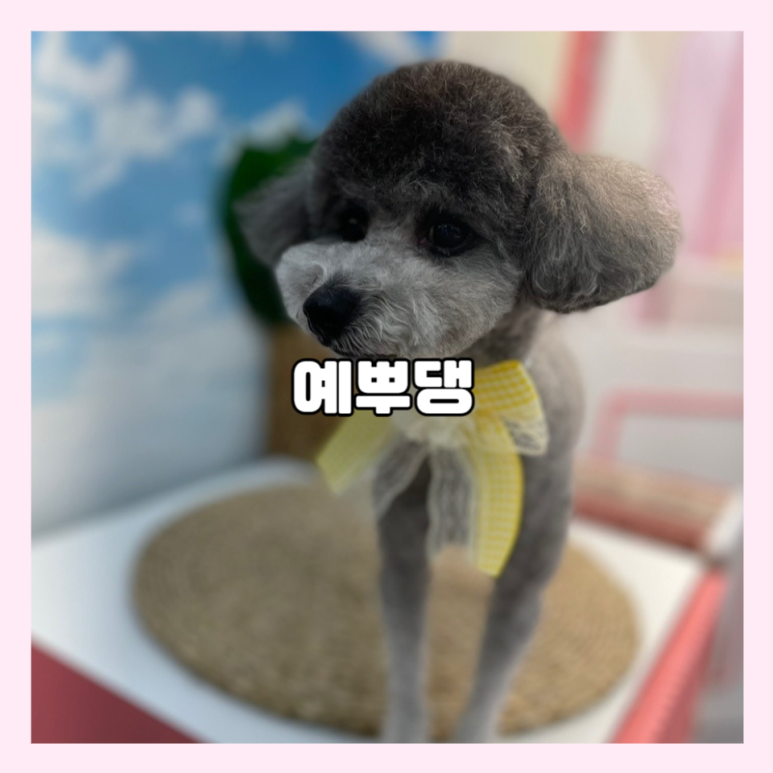 예뿌댕 이미지
