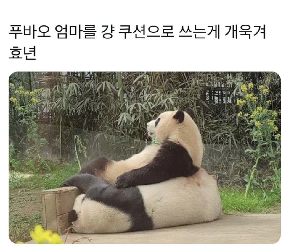 리브베 이미지