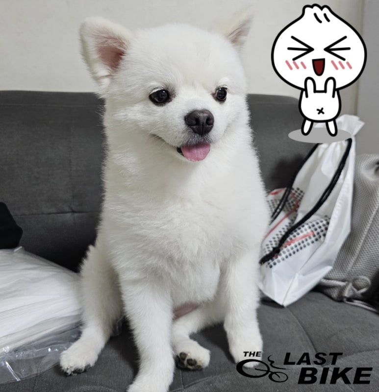 타코이찌 이미지