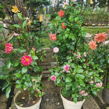 대승건기 이미지