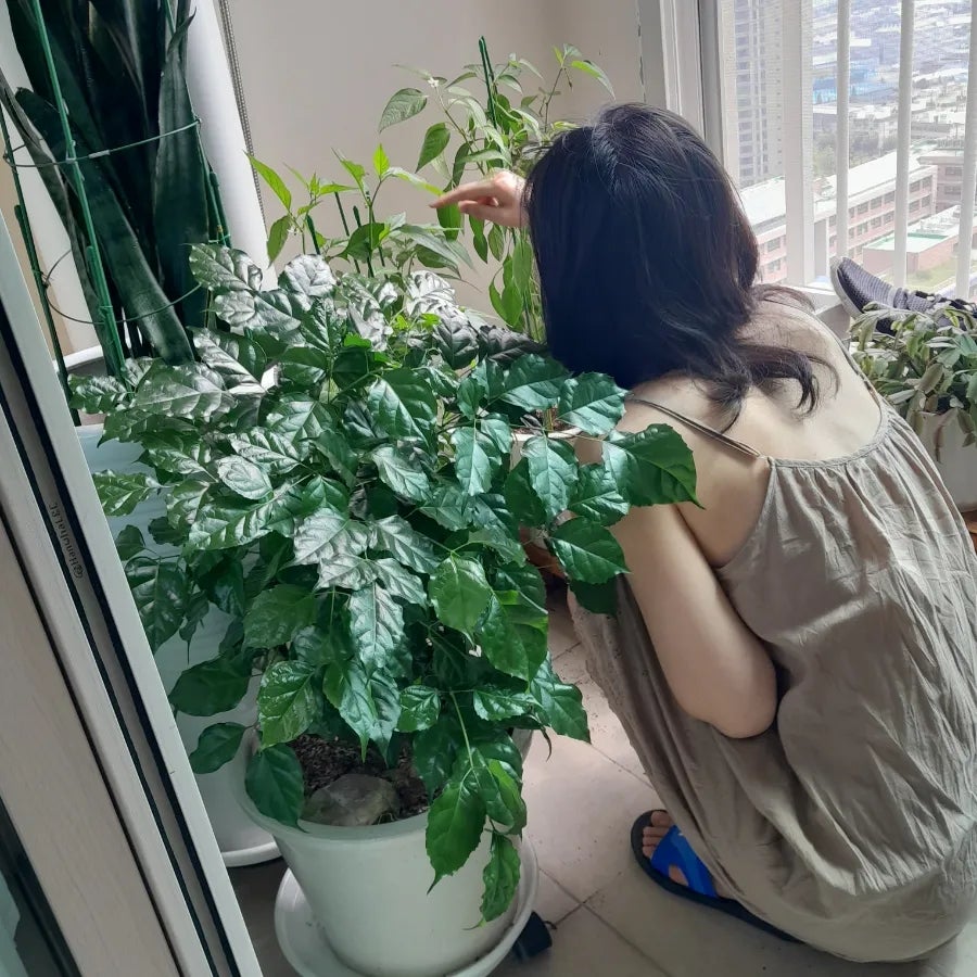 그루상조 이미지