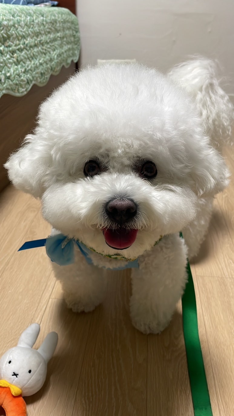 블리스캣 이미지
