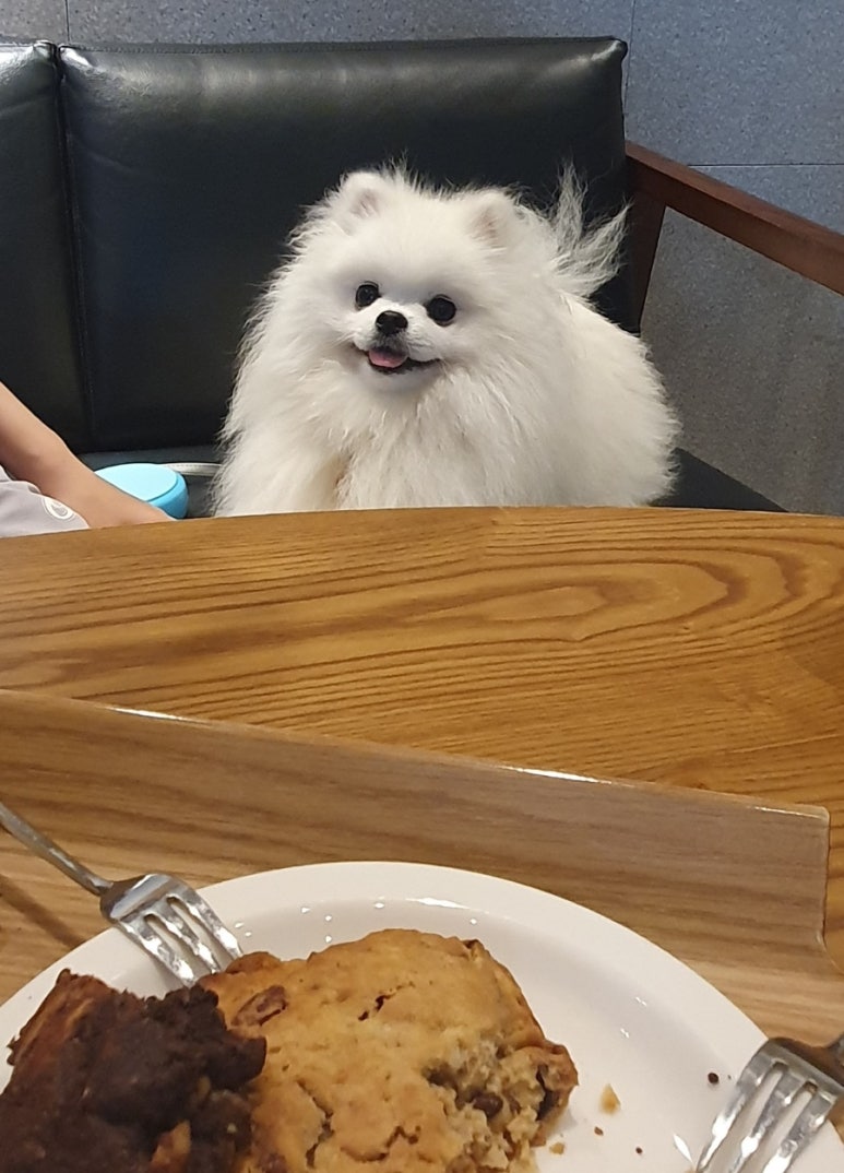 카페스라 이미지