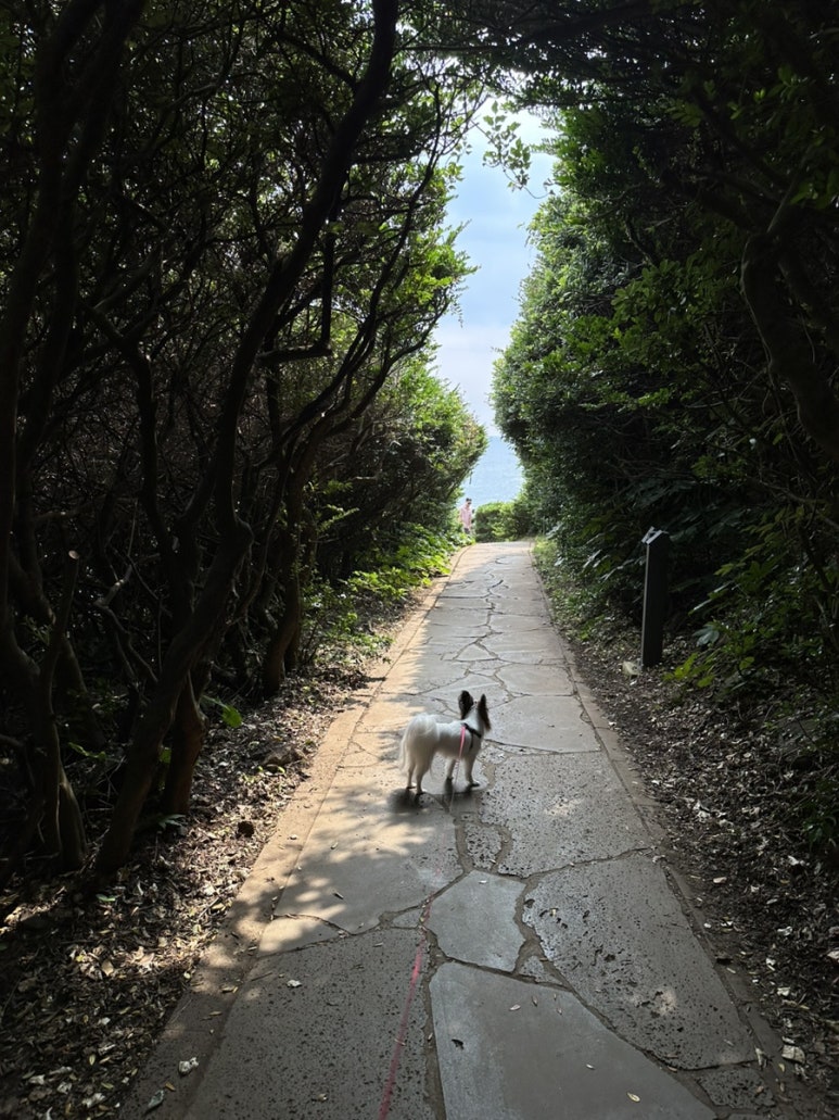 제주인화찐빵 이미지