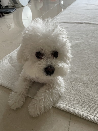 블리스캣 이미지