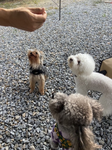 (주)안성내츄럴리조트 이미지