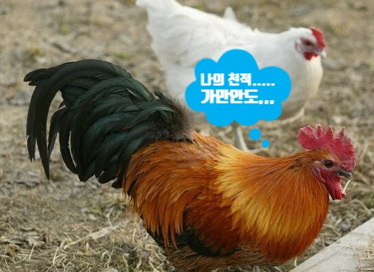 토정삼계탕 이미지