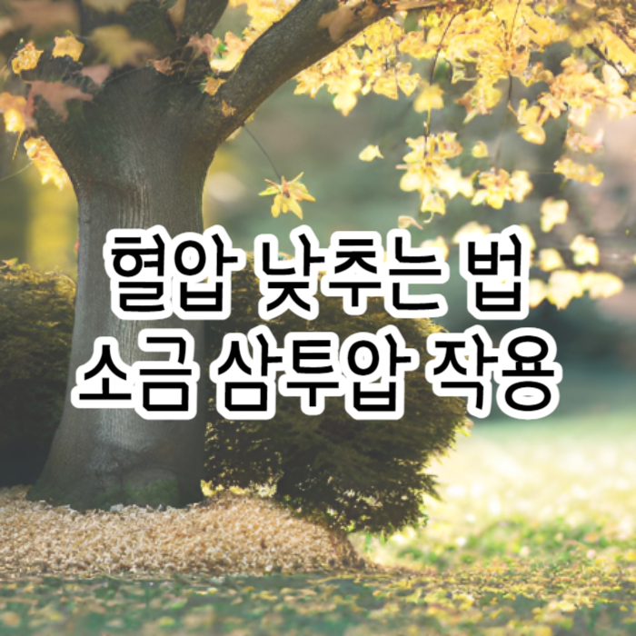 소그마 이미지