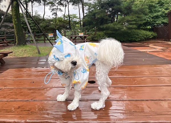 나 불러떠 이미지