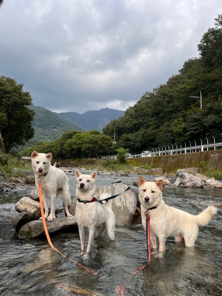 꼬마장군식당 이미지