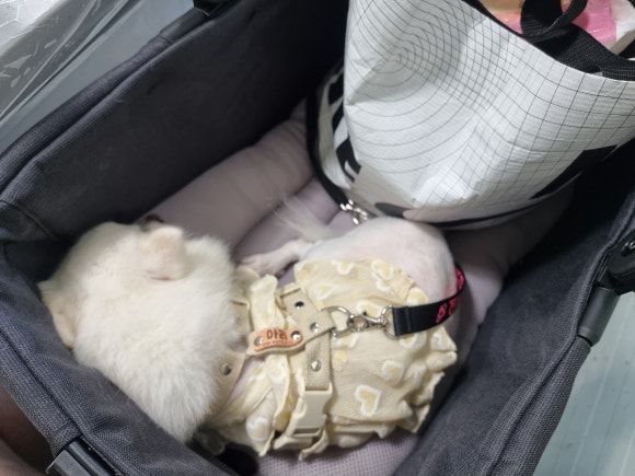 궁평항3호 이미지