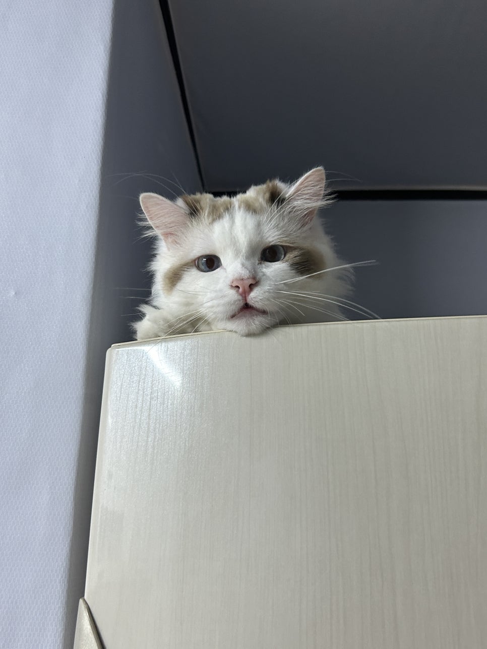 경희분식 이미지