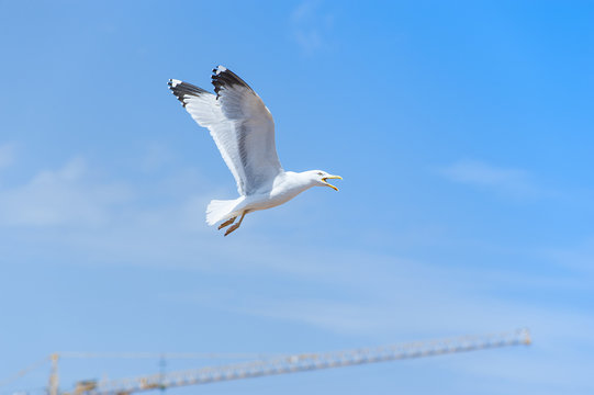 날개를 펴다 (Spread wings) 이미지