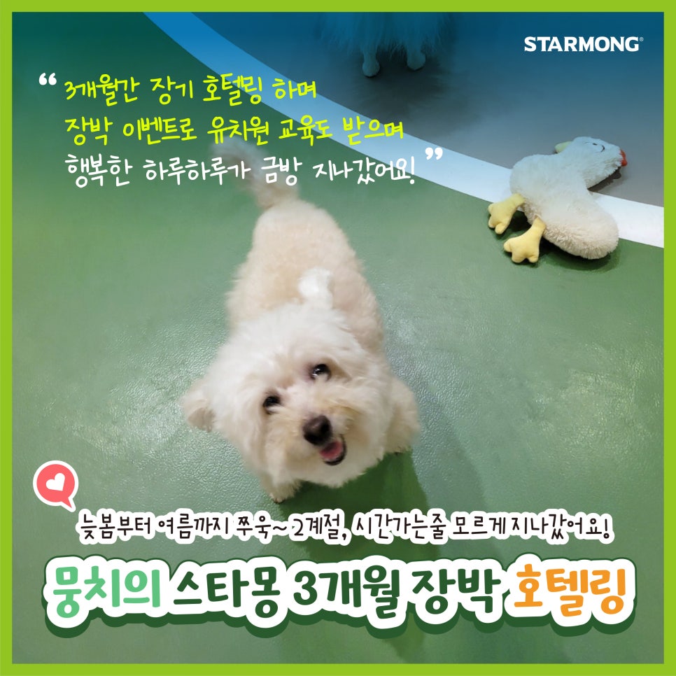 강남 애견호텔 스타몽, 3개월 장기 숙박 후기