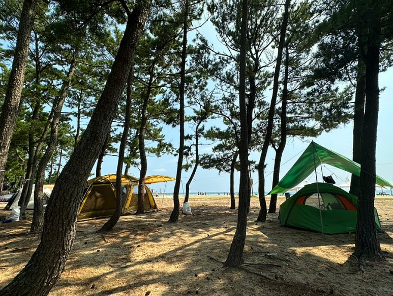 고래불해수욕장(영리지구) 야영장 이미지