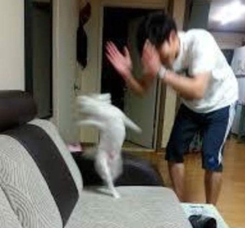 미드미가 이미지