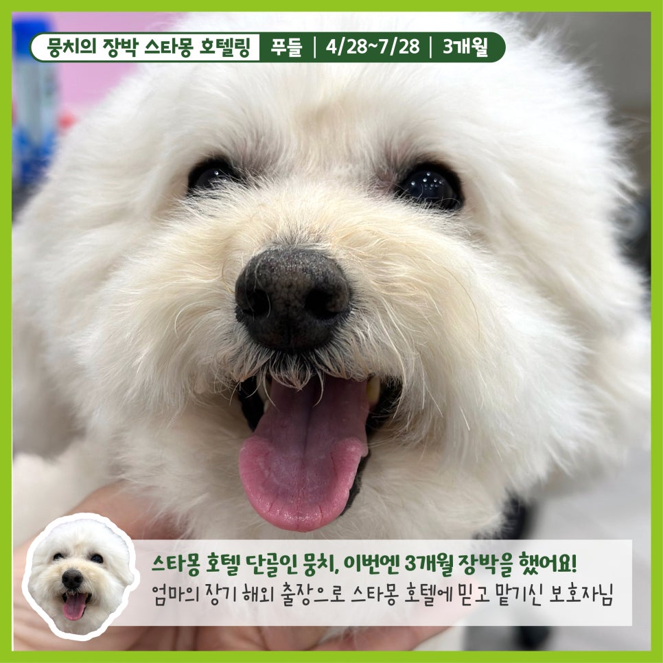 강남 애견호텔 스타몽, 3개월 장기 숙박 후기 — 사진 3