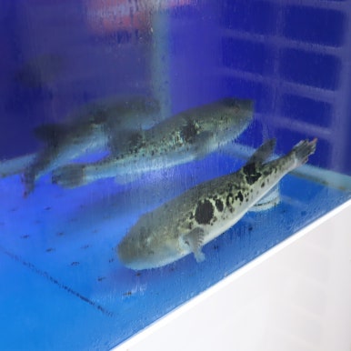 일산복집 이미지