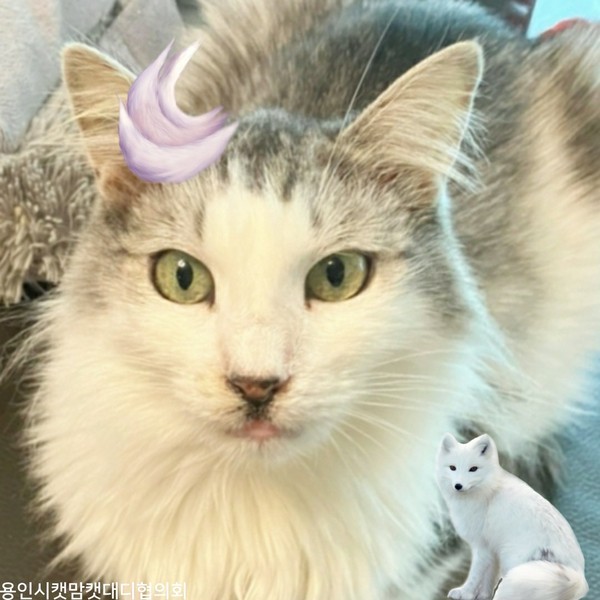 묘우.묘우 이미지