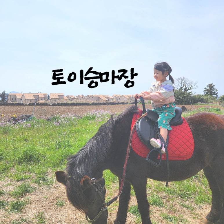 제주토이승마장 이미지