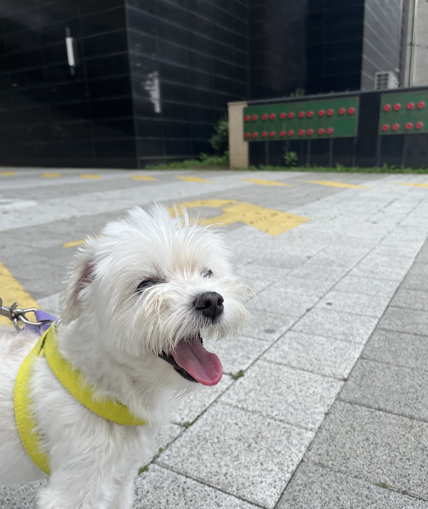 독스힐 이미지