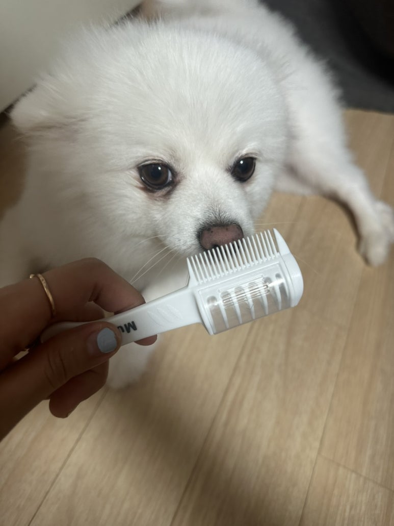 무뭉이네 이미지