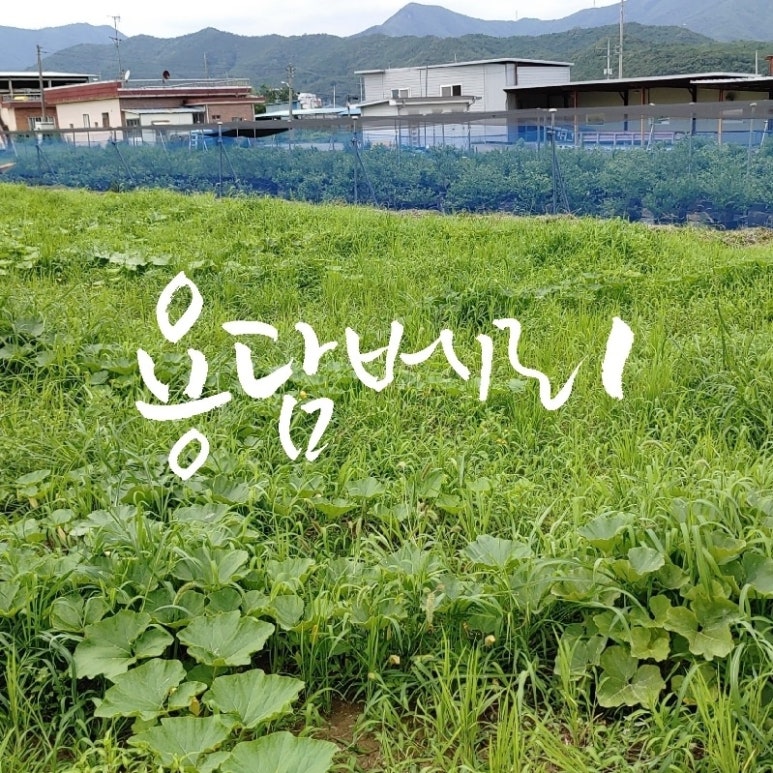 용담농산물 이미지