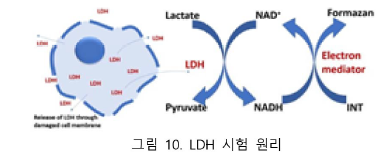 건강식품연구원 이미지