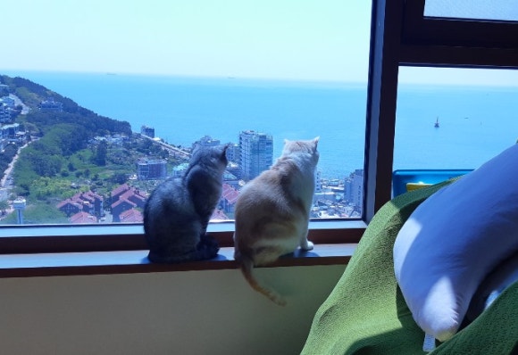 나나냥냥 이미지