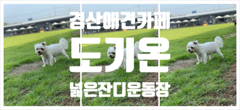 대중도기 이미지