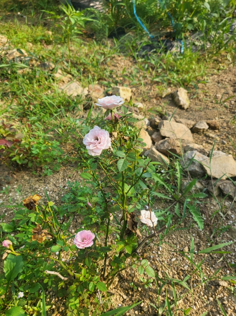 진영꽃농원 이미지