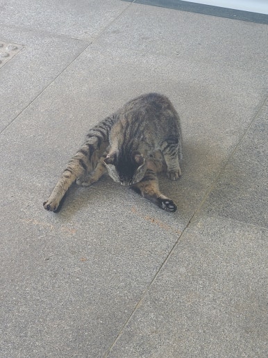 버드리전주 이미지