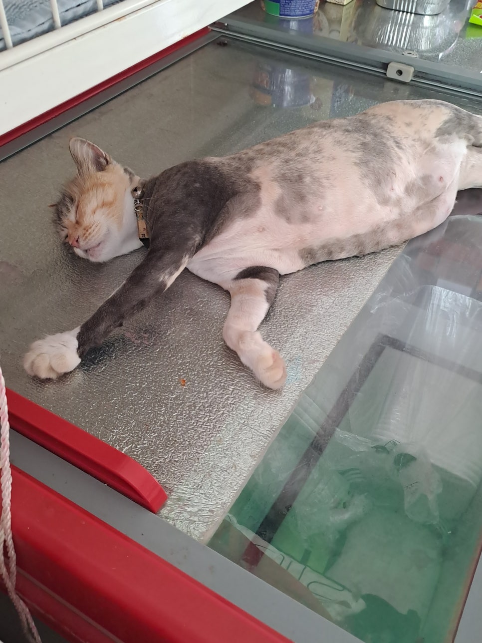 산오징어전어 이미지