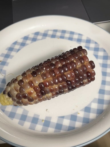 담벼락옥수수 이미지